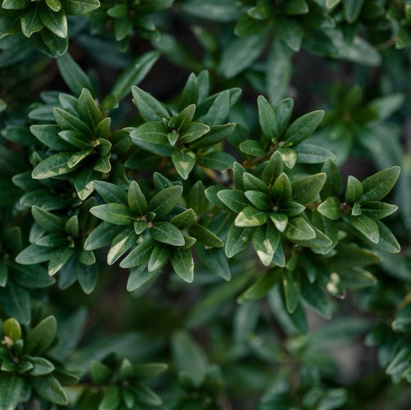 Ambient Scent